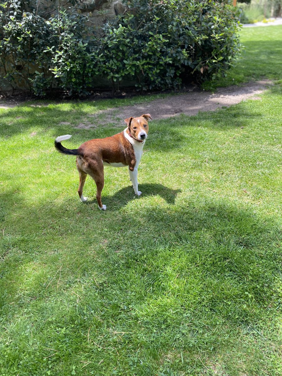 elbosque_org's tweet photo. Dante es un precioso mestizo de 3 años y 15 kg sociable y cariñoso al q le gusta pasear y q le mimen, fue sacado de la perrera y busca familia q le cuide hasta el final de sus dias, esta en Madrid tf 669066967 https://t.co/9EP59llTkl