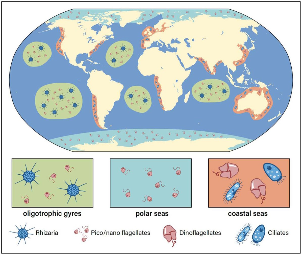 Journal Plankton Res tweet media