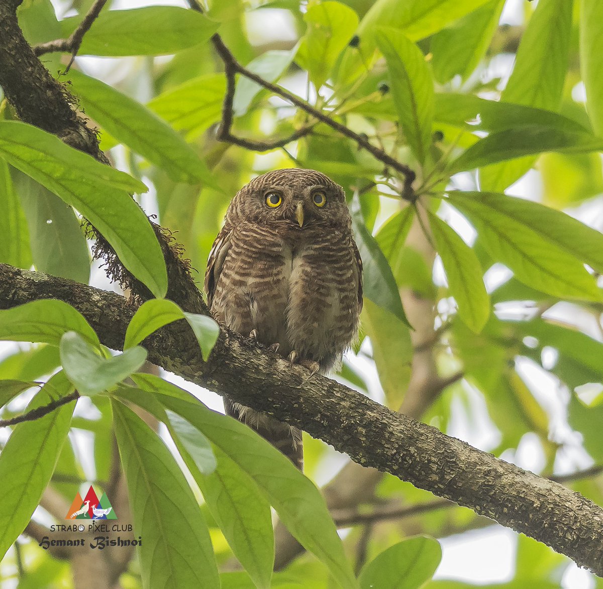 Asian barred owlet #birding #birdphotography #BirdsSeenIn2023 #birds #natgeo #bbcearth #nikonphotography #Nikon #strabopixelclub #wildlife #TwitterNatureCommunity #BBCWildlifePOTD #camera #NatureBeauty #NaturePhotography #TwitterNatureCommunity #NatureLovers #IndiAves #NikonD850