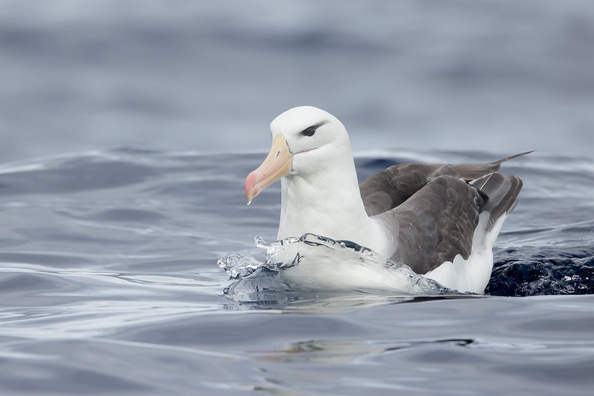 Black-browed Albatross seen on a pelagic trip out of Eden in southeast Australia last week. #SuperSeabirdSunday #seabirds #WildOz