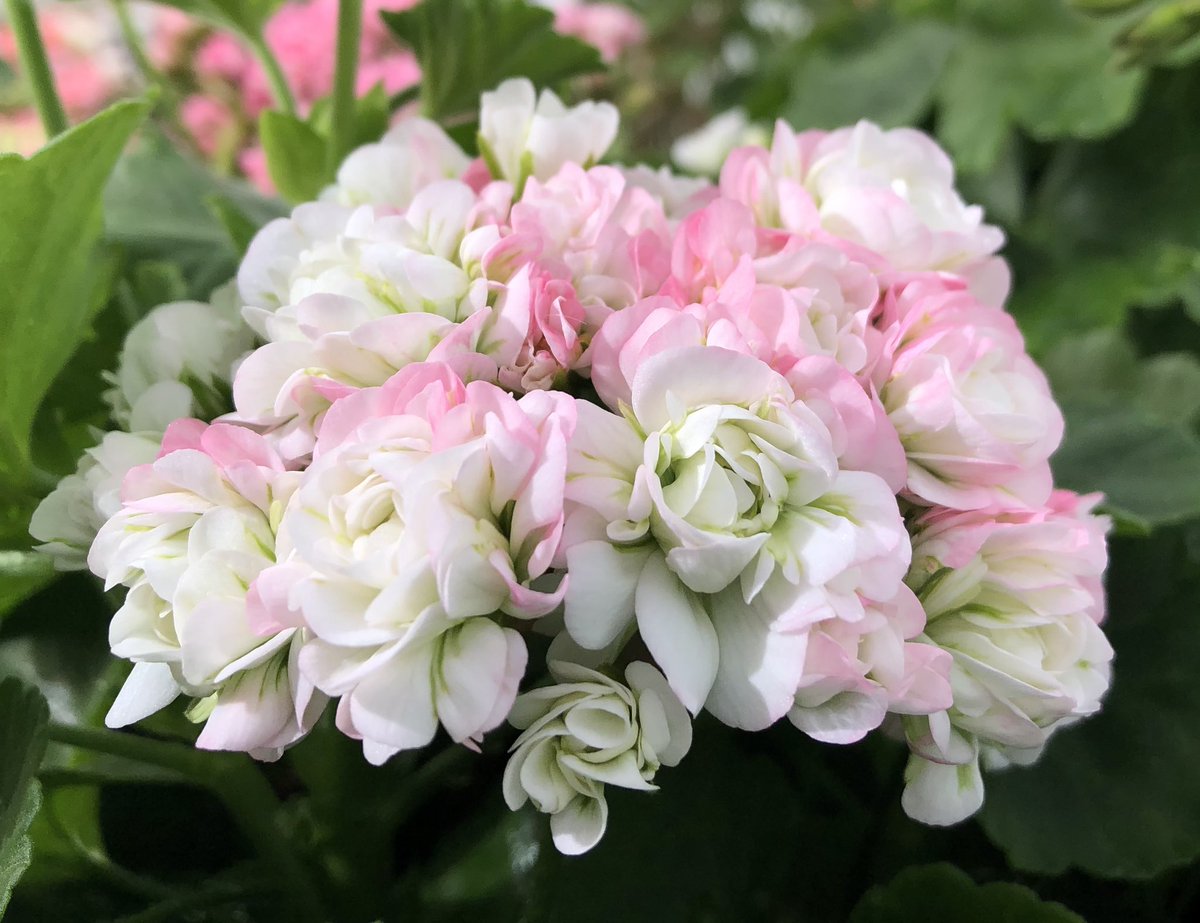 Heather_GKey's tweet image. After yesterday’s extremes of heat, thunder, lightning and a delightful deluge (no watering needed today!), here’s ‘April Snow’. A Rosebud Pelargonium.. possibly one of my favourites 😉