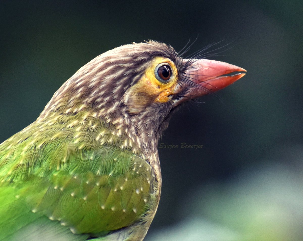 #VIBGYORinNature by @IndiAves  #IndiAves
Let's look the colour of the Brown Headed Barbet ( typically considers as the medium sized barbet family )

#BirdsSeenIn2023 #ThePhotoHour #BBCWildlifePOTD