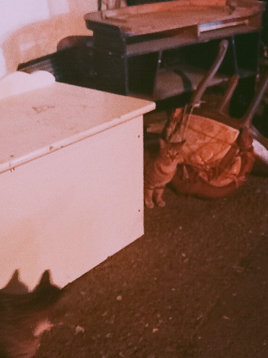 🐈