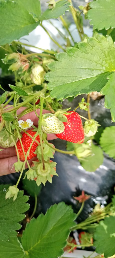 GL1850's tweet photo. 札幌朝6時に出て、いちご狩りに
行ってきた！！
甘くて一生分食べた🍓(*˘︶˘*).｡.:*♡ https://t.co/4ddWQ5eeoG