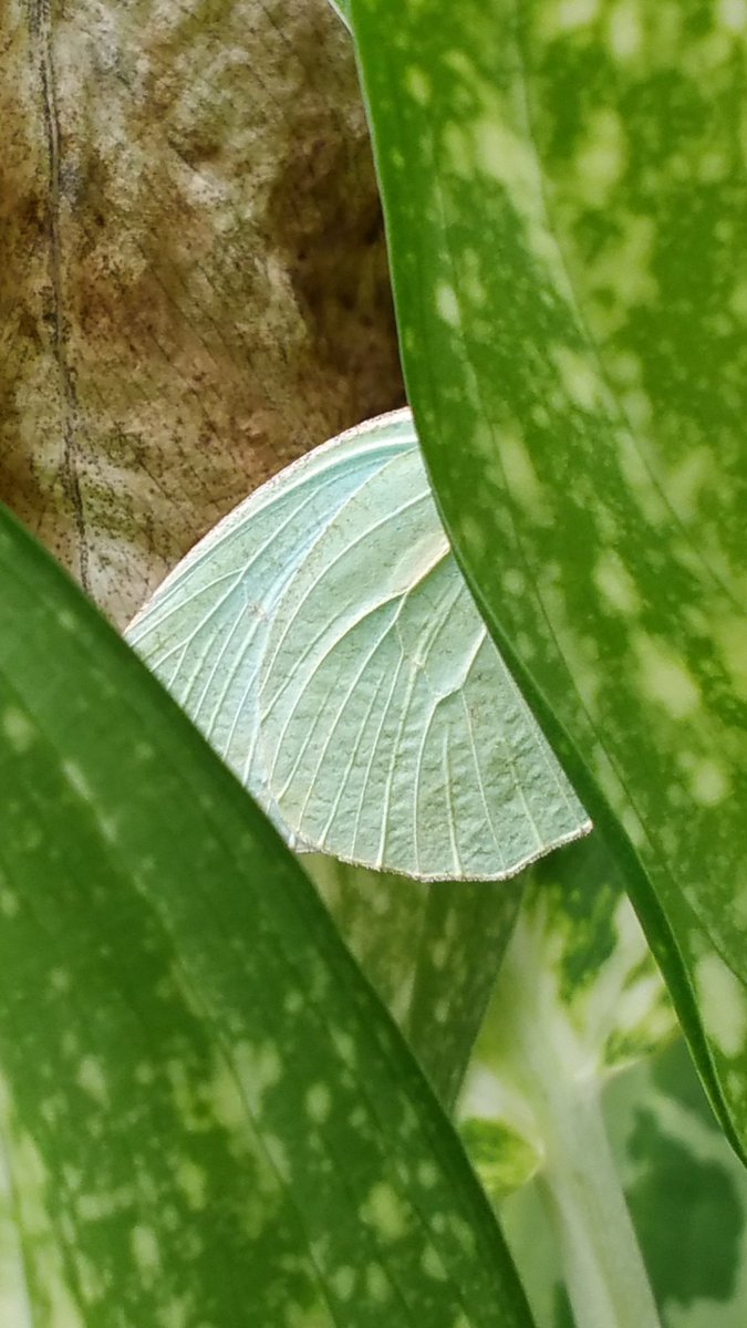 There's a mottled emigrant butterfly hiding behind those leaves
#photooftheday #PHOTOS #photograph #MyPhoto #ThePhotoHour #photographer #photographylovers #butterfly #mottledemigrant #nature #NaturePhotography #naturelover #TwitterNaturePhotography #twitternature
