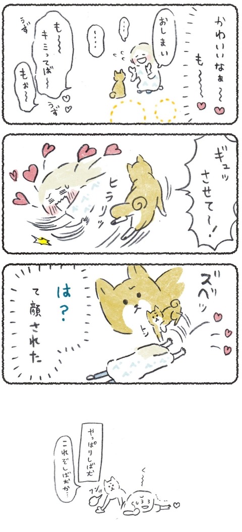 #柴犬大好き えー!かわいいタグ〜!☺️ だいすきだよ!☺️