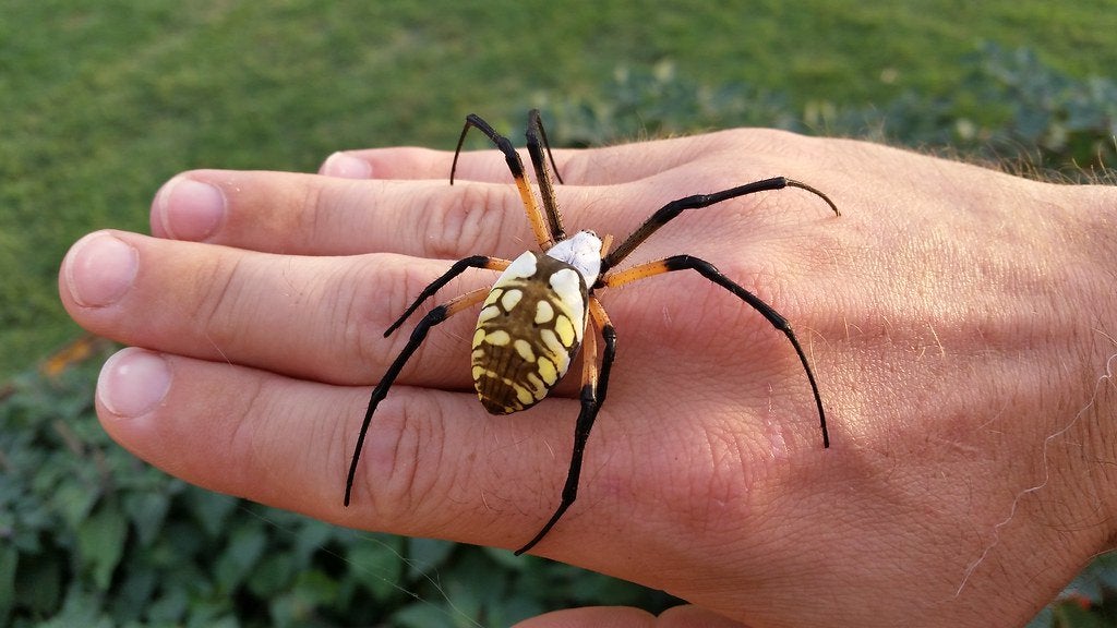 Redkap421's tweet photo. @Cerivia1712 @Scepticskeptic1 @utismstims Cw spiders
Giant Argiope spiders are one of my fav and they live at least in illinois and Wisconsin https://t.co/9lMsJkiw7G