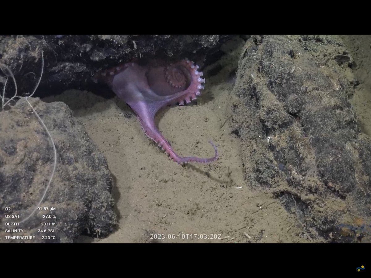 CaliKatBird's tweet photo. Beware the beckoning octopus...🐙#dontgointhere @SchmidtOcean #OctoOdyssey https://t.co/2OAd2KVP6r