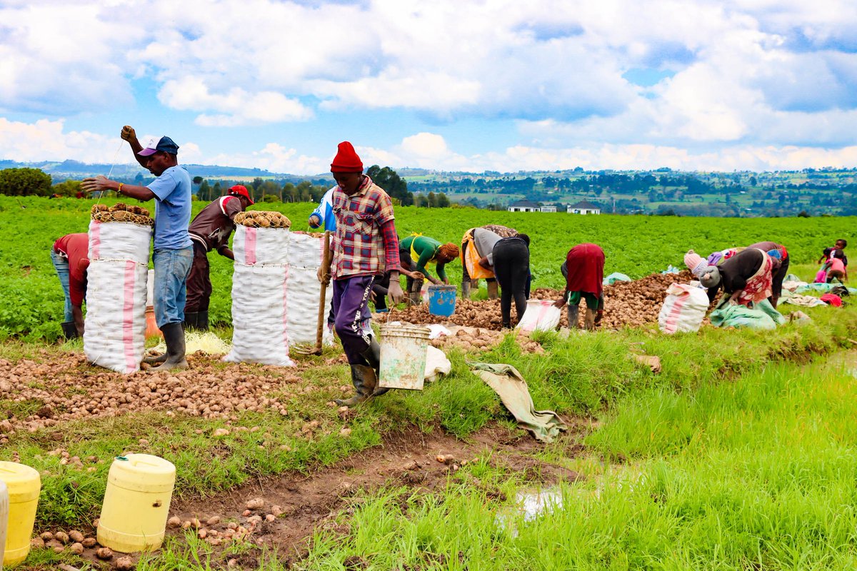 MkulimaDaimaHub's tweet image. From Boardroom to the Farm....
Creating food security and social impact among the youths. #Reengineering
@MikeAgriprenuar @omwambaKE @NyandaruaCG018
#BoyzIIMenInKenya #Sonko #Sautisol #VVIP