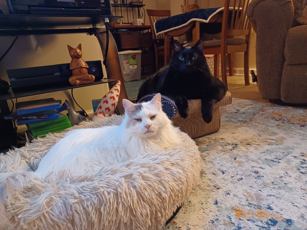 AnnieShmallow's tweet photo. It's Lexi and me
We like to sit together 
(Bonus the Salad) https://t.co/xyd32y4omk