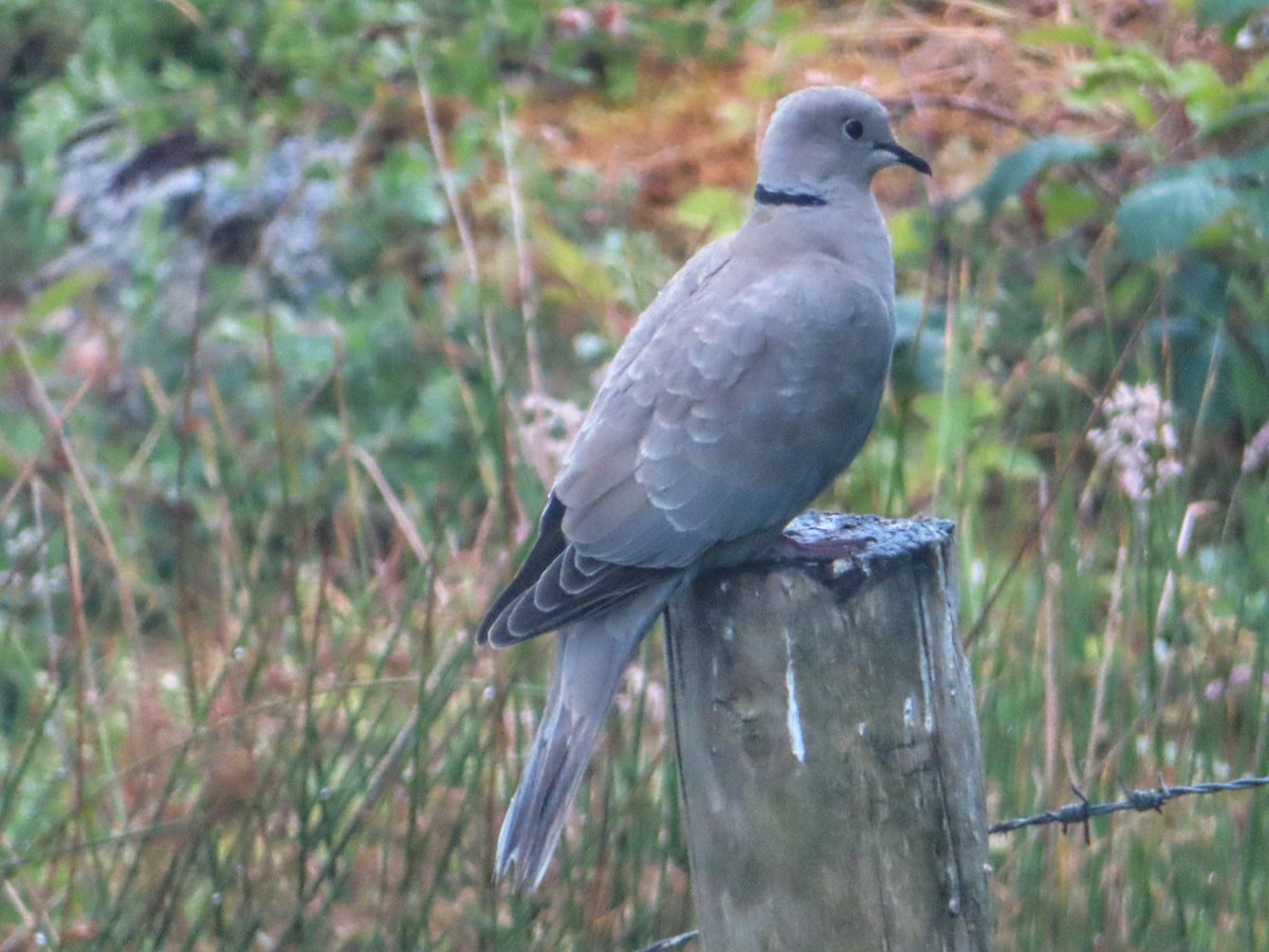 Fearán baicdhubh (Collared Dove) #viewfromourkitchenwindow in #DonegallabouttheLight #ireland #bird #donegal #dove #irishwildlifetrust #birdphotography #nature #wildlife #dove #collareddove