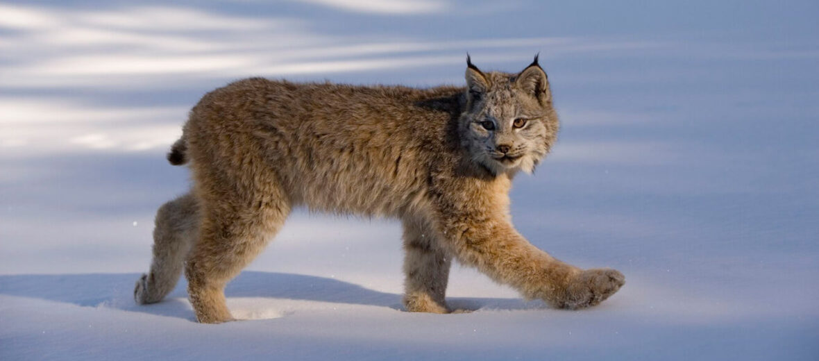 #June 11th is known as International #Lynx Day - the biggest #Cat in #Europe. Most original populations became extinct due to #hunting, landscape changes, and habitat fragmentation that hinder migration. There are 4 species, of which the #Iberian is less than 400.

#Wildlife