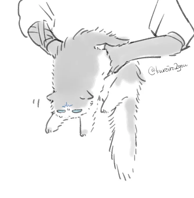 ねこ 