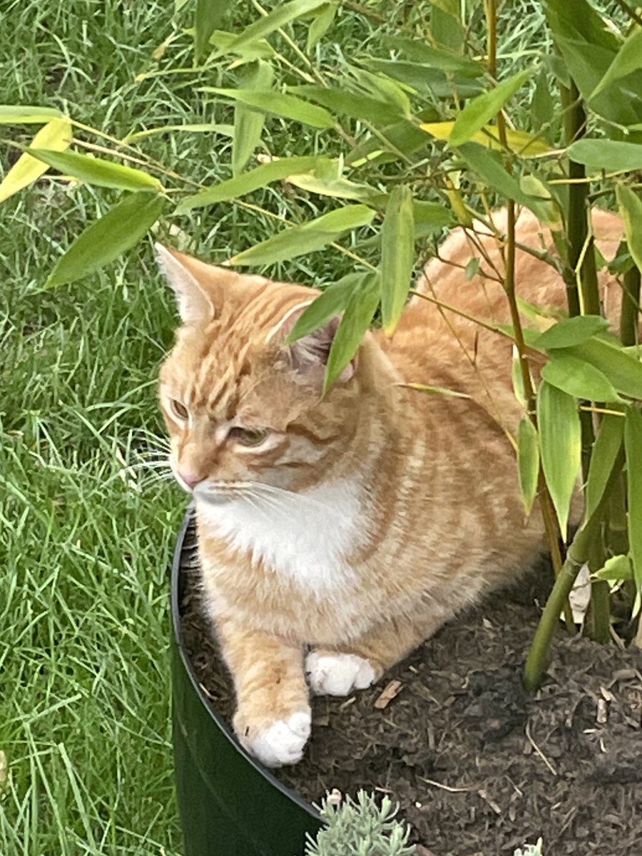 Have a wonderpurr #SundayFunday furends! I’m hiding from the pawparrazi….😹🤩 🌱 ☀️🌼💐🌻🐾

#CatsOfTwitter #Hedgewatch #SundayMorning #SundayThoughts #bossTeddy #sundayvibes