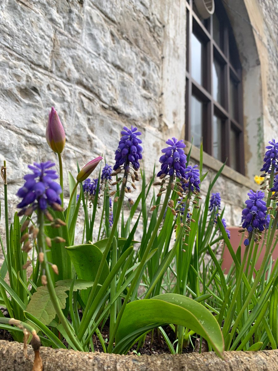 From Courtyard Gardens to #TheWorldsOldestPrison! 🦋 🍃

Gardens are 'iris-istable' this time of the year; why not take a look around for yourself, not forgetting to unlock over #400years' worth of #history on one of our #Self-GuidedTours, that is?! 

🎟️ sheptonmalletprison.com/tickets/