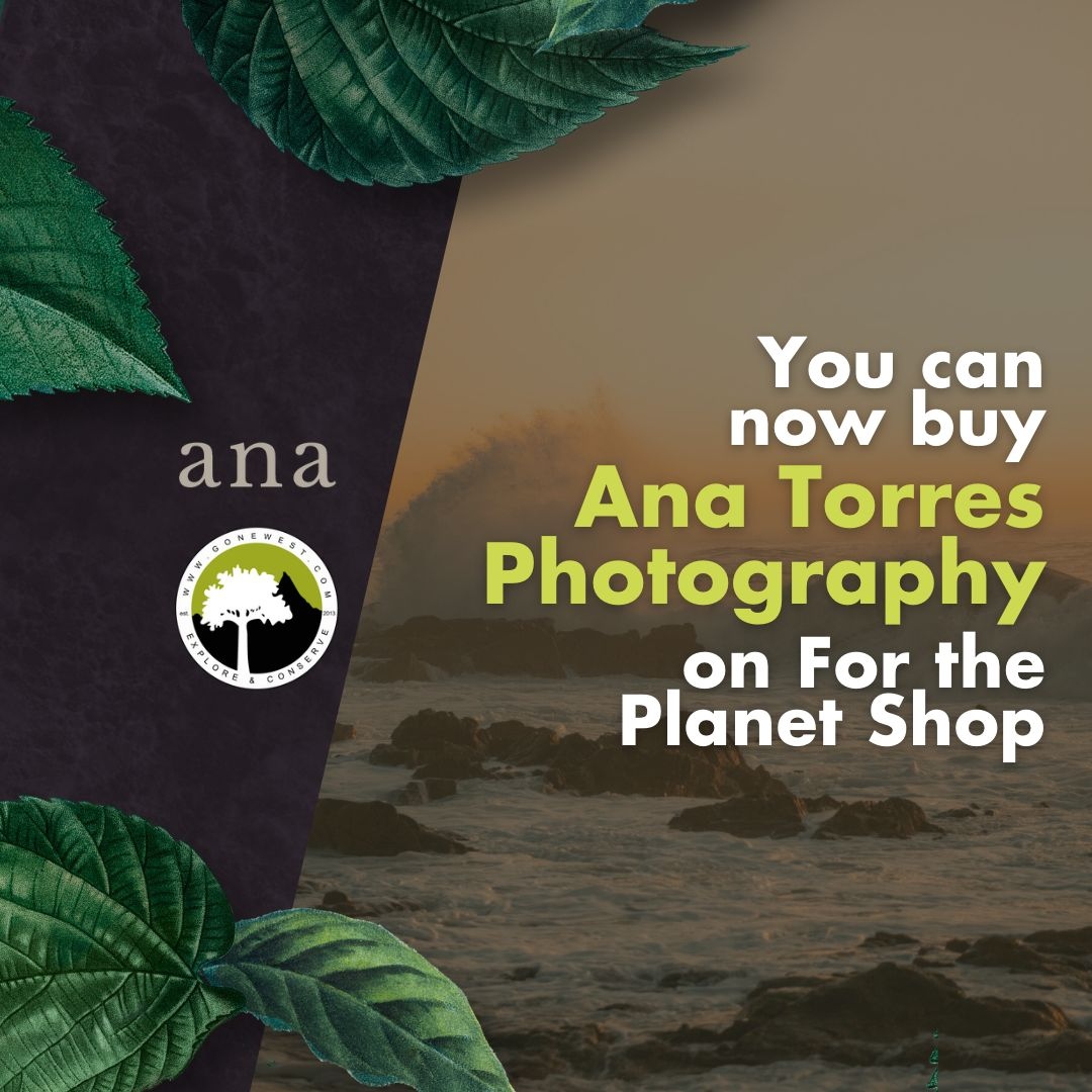 gonewestsocial's tweet photo. Discover the inspiring journey of #AnaTorres, a Portuguese #photographer dedicated to conservation. Through her captivating work, she raises awareness for #wildlife and the environment. Explore her photography in our #ForThePlanetShop.
https://t.co/1MGqv40vdJ
#GoneWest #FTPS https://t.co/0sWLFacy4K