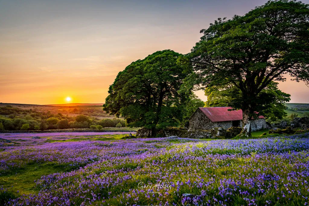 Welcome to the famous (ish!) #Sundayvote I've put my winner first - fee free to vote for yours and prove me wrong!👇 

If you enjoy my work, please give it a RT! 

1. (TL) Sea pink sunset
2. (TR) Bluebells at the red barn
3. (BL) Spekes Mill Waterfall
4. (BR) Sunset at the Mire