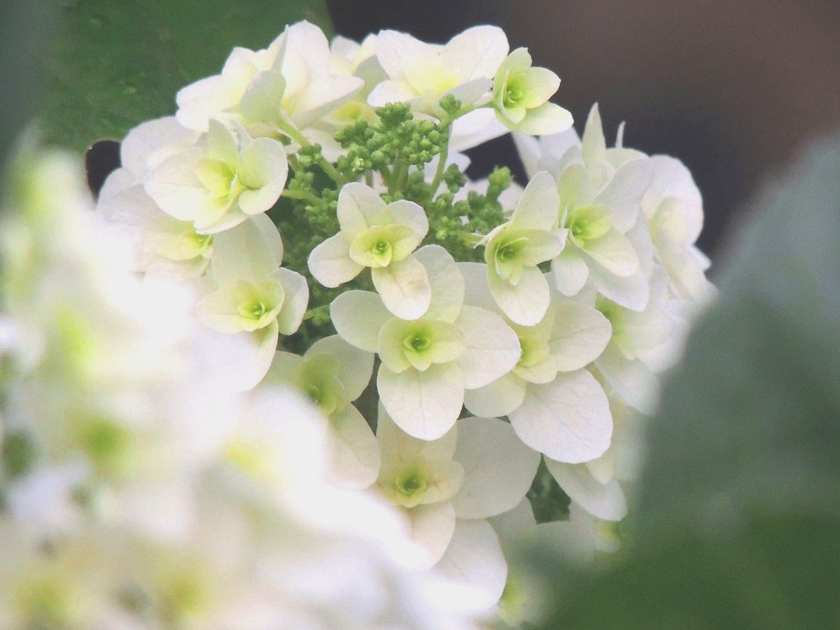 0311Kikunosuke's tweet photo. #Flower_photo #EOS_photo
#ファインダーで見た花写真
#ファインダー越しの私の世界ᅠ 
仕事の遊び➰🚙お疲れでーーすっ😎 https://t.co/24RNoZW3U1
