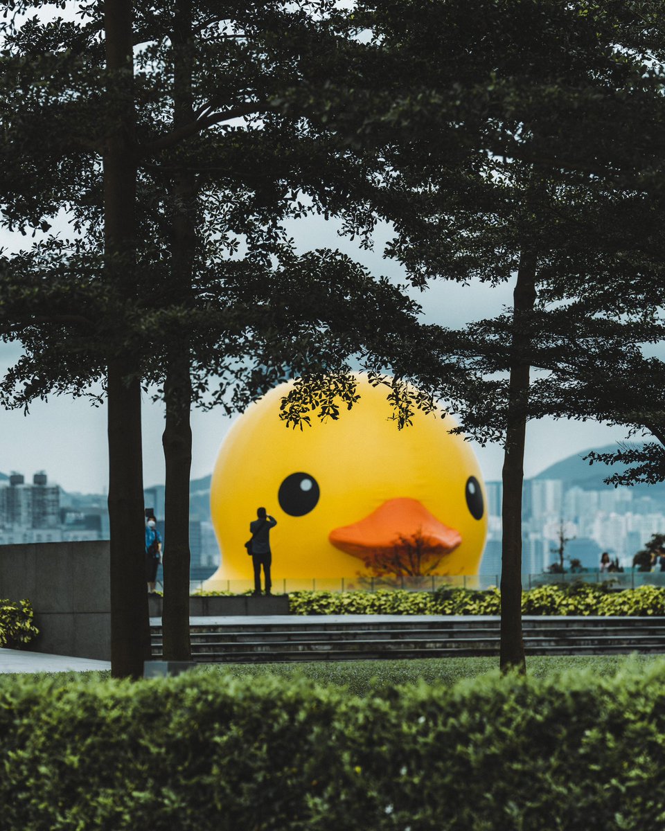 Asteryxtm's tweet photo. The famous Duck by @studioflorentijnhofman is back in Hong Kong harbor after 10 years but this time it bring a special friend. 
🐤🐤 @doubleducks_official to celebrate love, life and happiness! https://t.co/DY1ljcfQcN