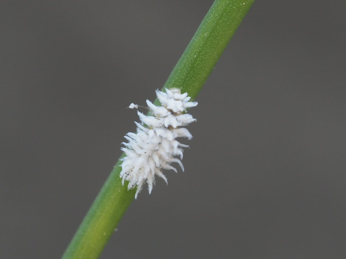 I found lots of these running around the pots in the garden. They look like a larvae, perhaps one of the inconspicuous ladybirds. Can anyone help? 🐞 Thanks!

@ColSocBI @jewels_andrew @vc40ladybirds #Ladybird