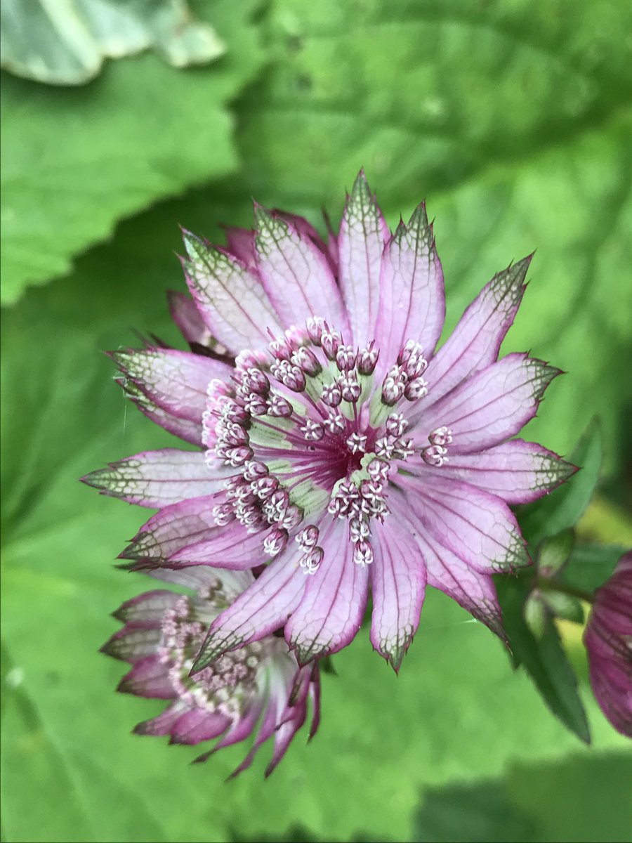 Good morning from my little #cottage #garden #astrantia