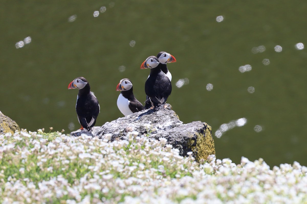 @SteelySeabirder Beautiful puffins in the Scottish sunshine ☀️