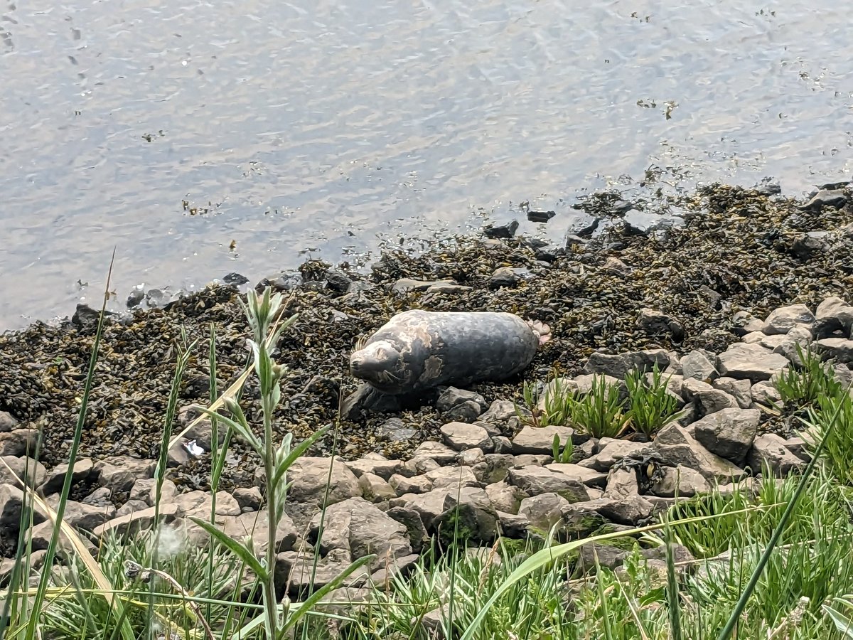 Seal at Tees Barrage
