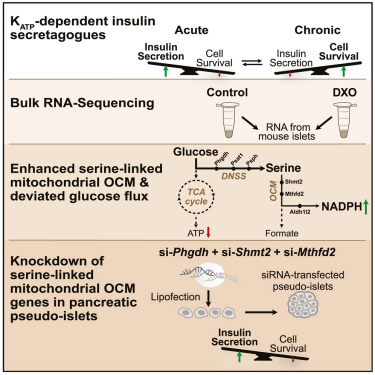 "Pancreatic islet protection at the expense of secretory function involves serine-linked mitochondrial one-carbon metabolism"
doi.org/10.1016/j.celr…