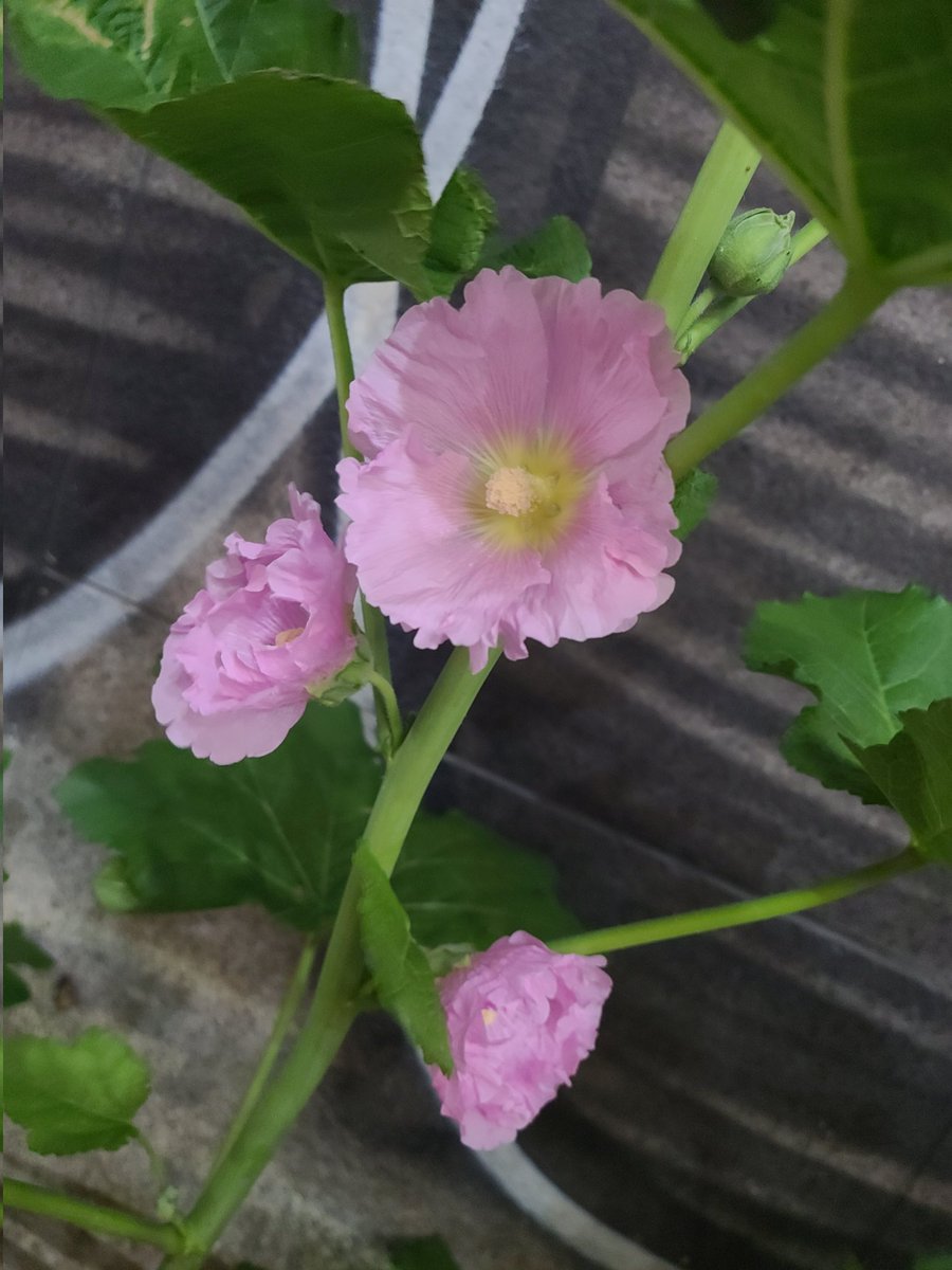 영화 #자우림더원더랜드 {무대인사 (#김윤아 #이선규 #김진만) 포함 상영분} 관람 &연남동일대산책후, 합정동지나, #큐티파이_것도먹어봐 #CutiePie2YouFM_...