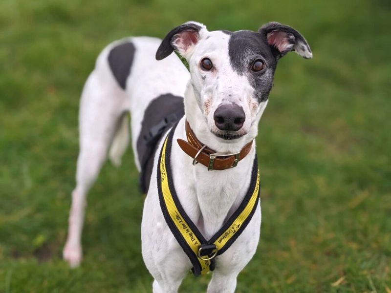 Please retweet to help Patch find a home #HAREFIELD #LONDON #UK 
Playful Greyhound aged 2-5, nervous, she is looking for a quiet, adult home as the only pet. A big softie, she's clever and enjoys training. 

DETAILS or APPLY👇 dogstrust.org.uk/rehoming/dogs/…
 #Greyhounds #dogs