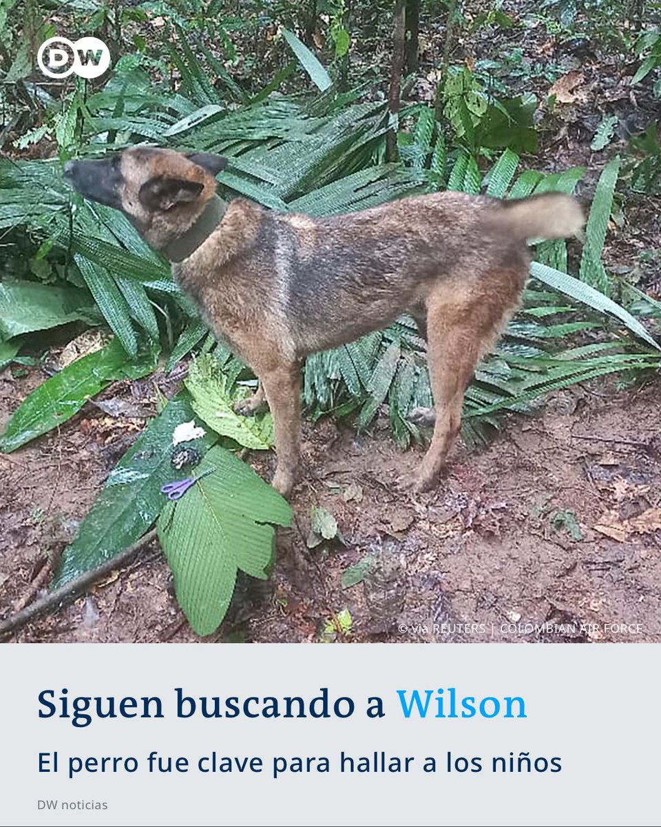 dw_espanol's tweet photo. #Wilson, el perro rastreador continúa extraviado en la #selva

El can encontró la #avioneta accidentada y luego el biberón de la pequeña Cristin, la bebé de un año de los hermanos #indígenas.

Para el Ejército es prioridad encontrarlo.

#DWNoticias /cmw https://t.co/R48DVKqPM3