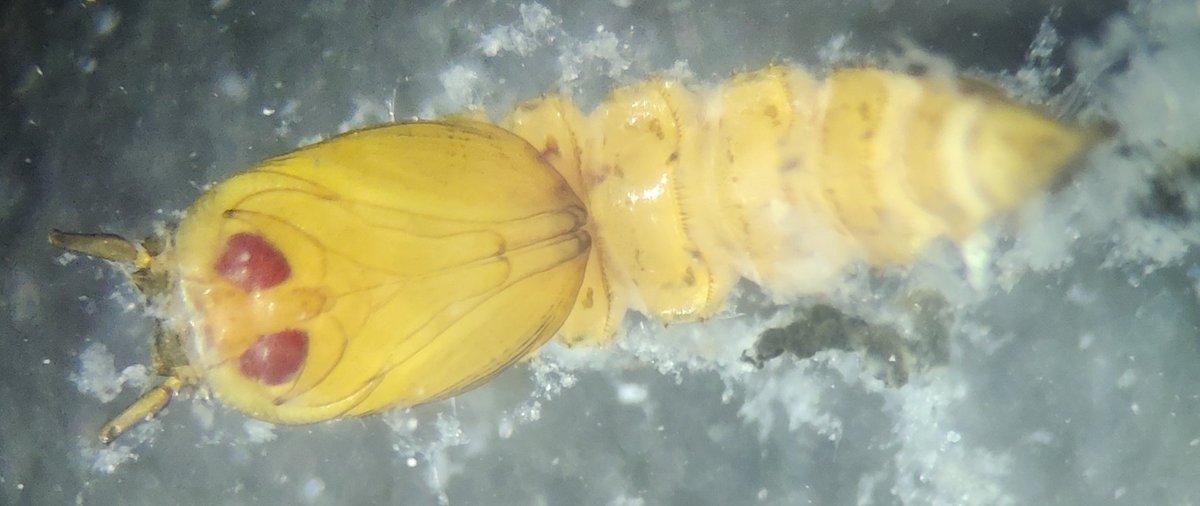 Hey scitwitter, can you help to ID? Maybe @JohannesSteidle? 
Loc. south Germany, water tank. 
I found these fun looking larvae. And I think maybe some adult worms (see pic below). Could these be stages of the same species? Hard to imagine for me but... Who knows is the question.