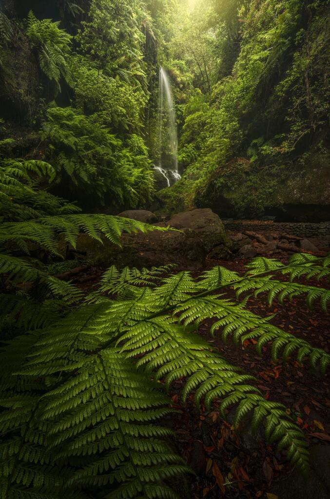 Enjoy the #EαrthPørn!

Found this waterall after crossing a cave in the rainforests of La Palma, Spain (1322x2000)[OC] 
Photo Credit: cryptodesign 
.