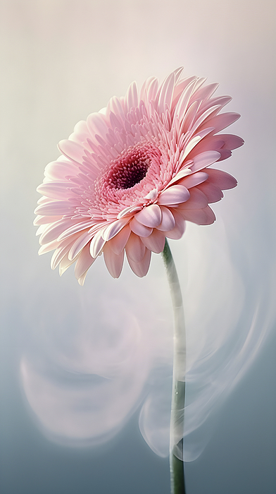 New artwork for sale! - 'Pastel pink Gerbera, clear shape, delicate image with smock arou' - fineartamerica.com/featured/paste… @fineartamerica