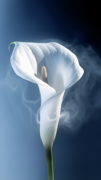 New artwork for sale! - 'Gentle white calla flower with smock around, on dark blue backgr' - fineartamerica.com/featured/gentl… @fineartamerica