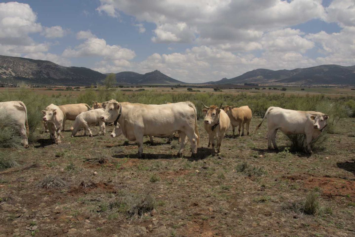 Enclmdiario's tweet photo. #ELA | #Ganaderosporundía |
El ejemplo de @CasaGutier : solidaridad contra la ELA y calidad e innovación alimentaria en la carne de vacuno @jramoresAlcalde - ENCLM https://t.co/yezMKDvCkn https://t.co/FfeLZbqK4O