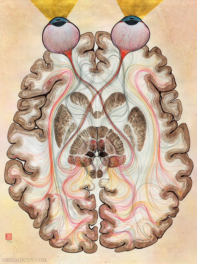slava__bobrov's tweet image. Stunning art showing the visual system:

#neuroscience by G. Dunn