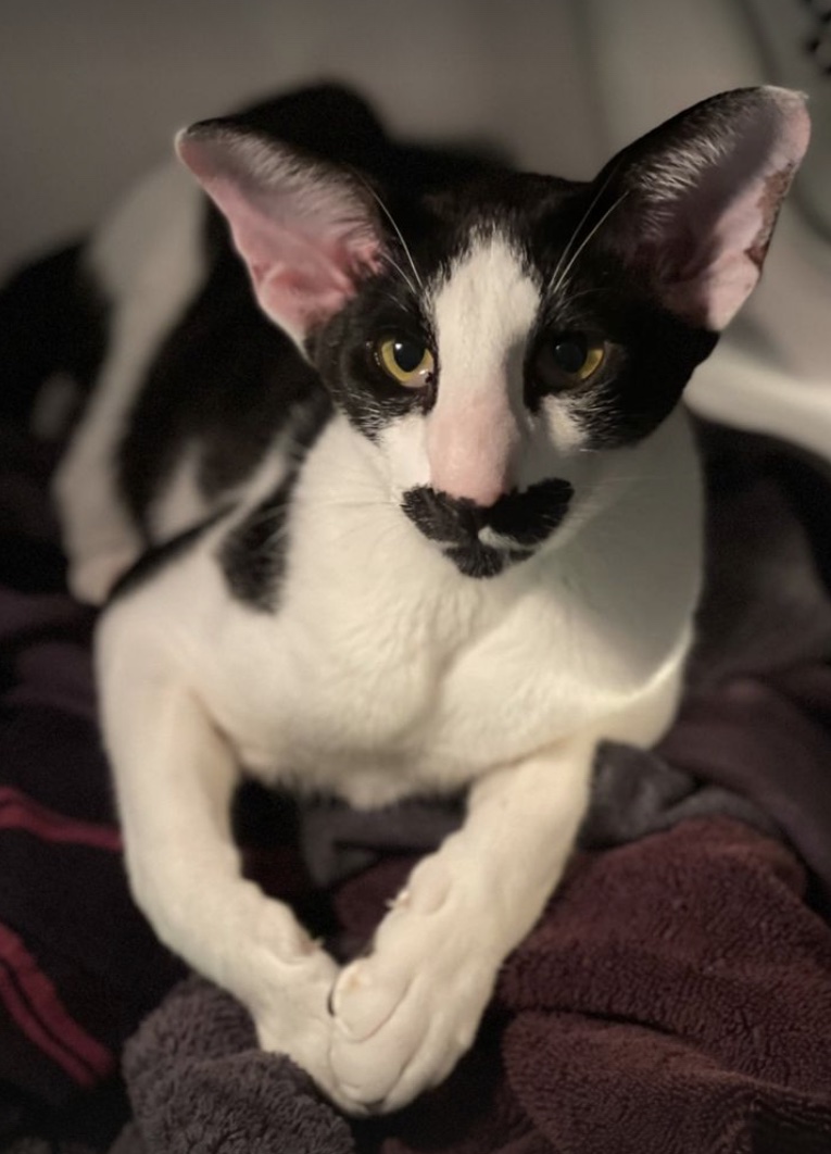 This Mustachioed Kitty Has the Purr-fect Name, Meet Zappa the Cat! 
Some cats look like people, and some cats REALLY look like specific people... 
CLICK to find out more > buff.ly/3q4PvkB