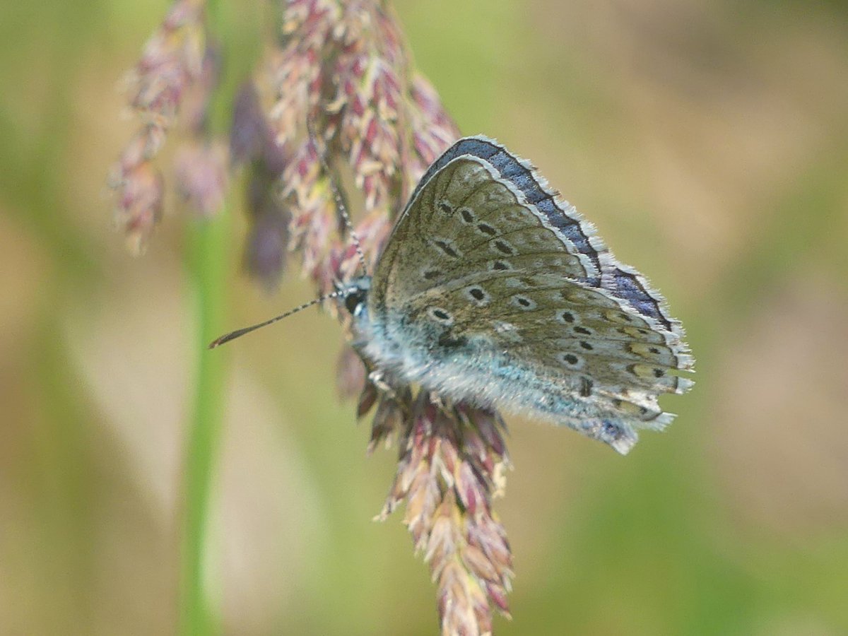 Wild_NEScot's tweet image. Chasing Adonis (I hope) Blues at Reach Cutting. Incredible what proportion of a butterfly you identify by the wing fringes insists on either sitting completely face on or has *no wing fringes at all*. #awkward #IDproblems @bc_cambs_essex