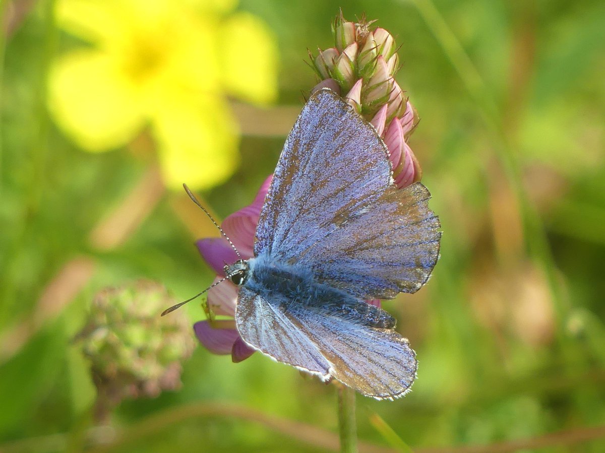 Wild_NEScot's tweet image. Chasing Adonis (I hope) Blues at Reach Cutting. Incredible what proportion of a butterfly you identify by the wing fringes insists on either sitting completely face on or has *no wing fringes at all*. #awkward #IDproblems @bc_cambs_essex