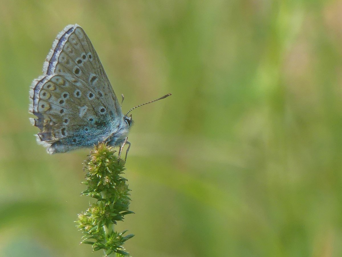 Wild_NEScot's tweet image. Chasing Adonis (I hope) Blues at Reach Cutting. Incredible what proportion of a butterfly you identify by the wing fringes insists on either sitting completely face on or has *no wing fringes at all*. #awkward #IDproblems @bc_cambs_essex