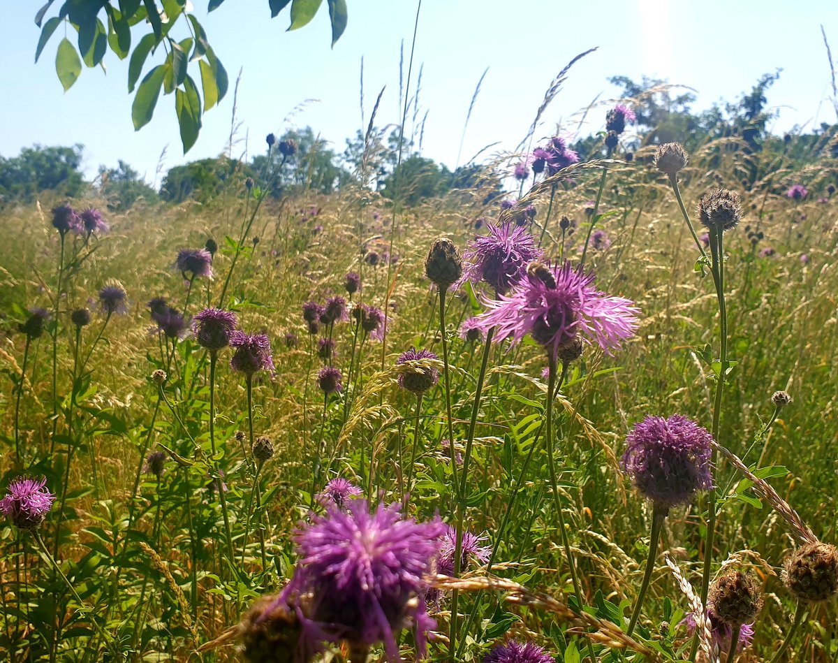 urban_aykal's tweet photo. Zum langen Tag der Stadtnatur (@LTdSNBerlin) gehört natürlich auch der Besuch der Streuobstwiese auf der @domaenedahlem. Natur blühen lassen und sie in voller Pracht genießen. Es war toll! Dank an Bettina Gries für die Führung und die spannende Recherche u.a. nach Pflanzennamen. https://t.co/iKw03FPfLc