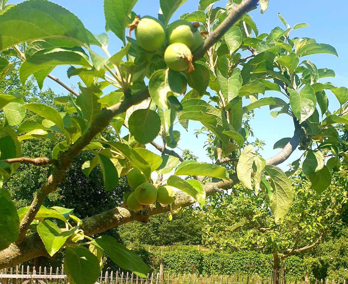 urban_aykal's tweet photo. Zum langen Tag der Stadtnatur (@LTdSNBerlin) gehört natürlich auch der Besuch der Streuobstwiese auf der @domaenedahlem. Natur blühen lassen und sie in voller Pracht genießen. Es war toll! Dank an Bettina Gries für die Führung und die spannende Recherche u.a. nach Pflanzennamen. https://t.co/iKw03FPfLc
