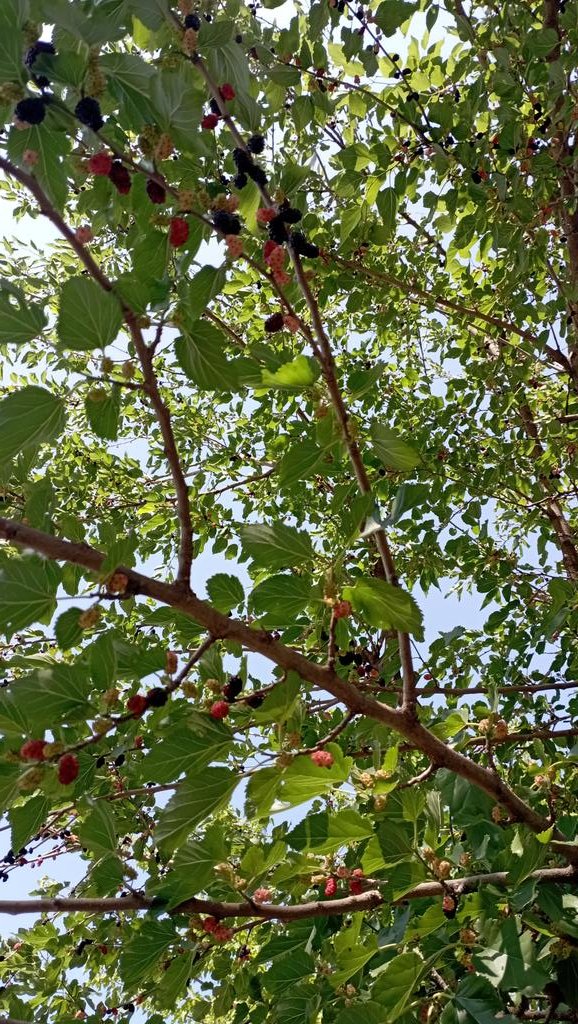 У нас, в Ростове на Дону уже спеют ягоды шелковицы и,, почему-то только у нас , они называются -- тютина. Тутовое дерево или тутовник - род растений семейства Тутовые, состоящий из 17 видов листопадных деревьев, распространённых в тёплом умеренном и субтропических поясах Евразии