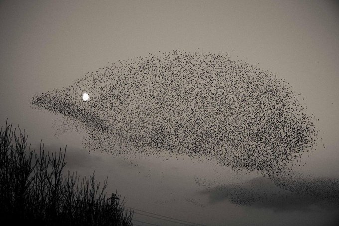How photographer Jarlath Flynn saw a murmuration pass in front of the Moon and captured 60,000 swooping starlings taking the shape of a leaping hedgehog in the dim night sky 

[source, read more: ow.ly/iqgi30mIiR0]