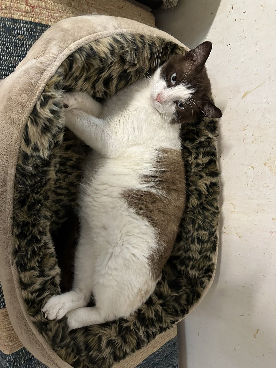 Cantabria Felina tweet media