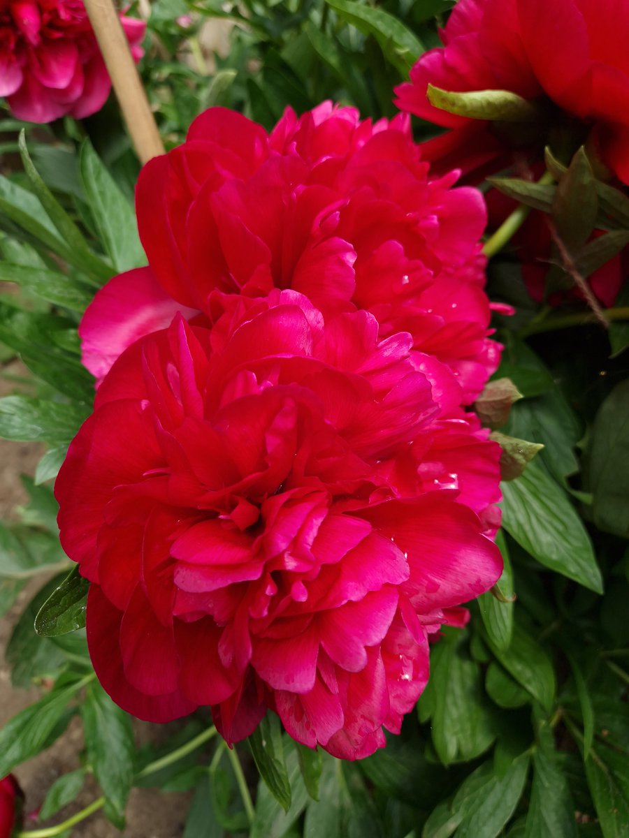 Our beautiful peony never fails.