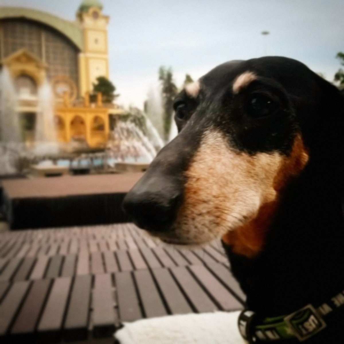 ian_dachs's tweet photo. Vzpomínková, 11. 6. 2016: Další #Fountaining ⛲ 21. #Season ⛲ #KřižíkovaFontána #KrizikFountain #Prague #Jonáš #Dachshund #Wiener #Dog #GrandpaJonas #BestFriend #InstaWiener #InstaDog #MagicOfMoments #DogEars #Instagood #Bestevenn https://t.co/xSee5hSBMr