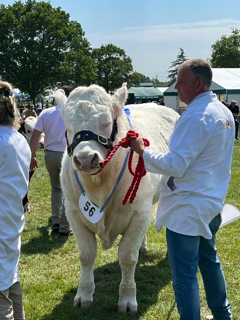 Now that is a bull 🤗 #SouthofEnglandShow this year. #wagstafftime