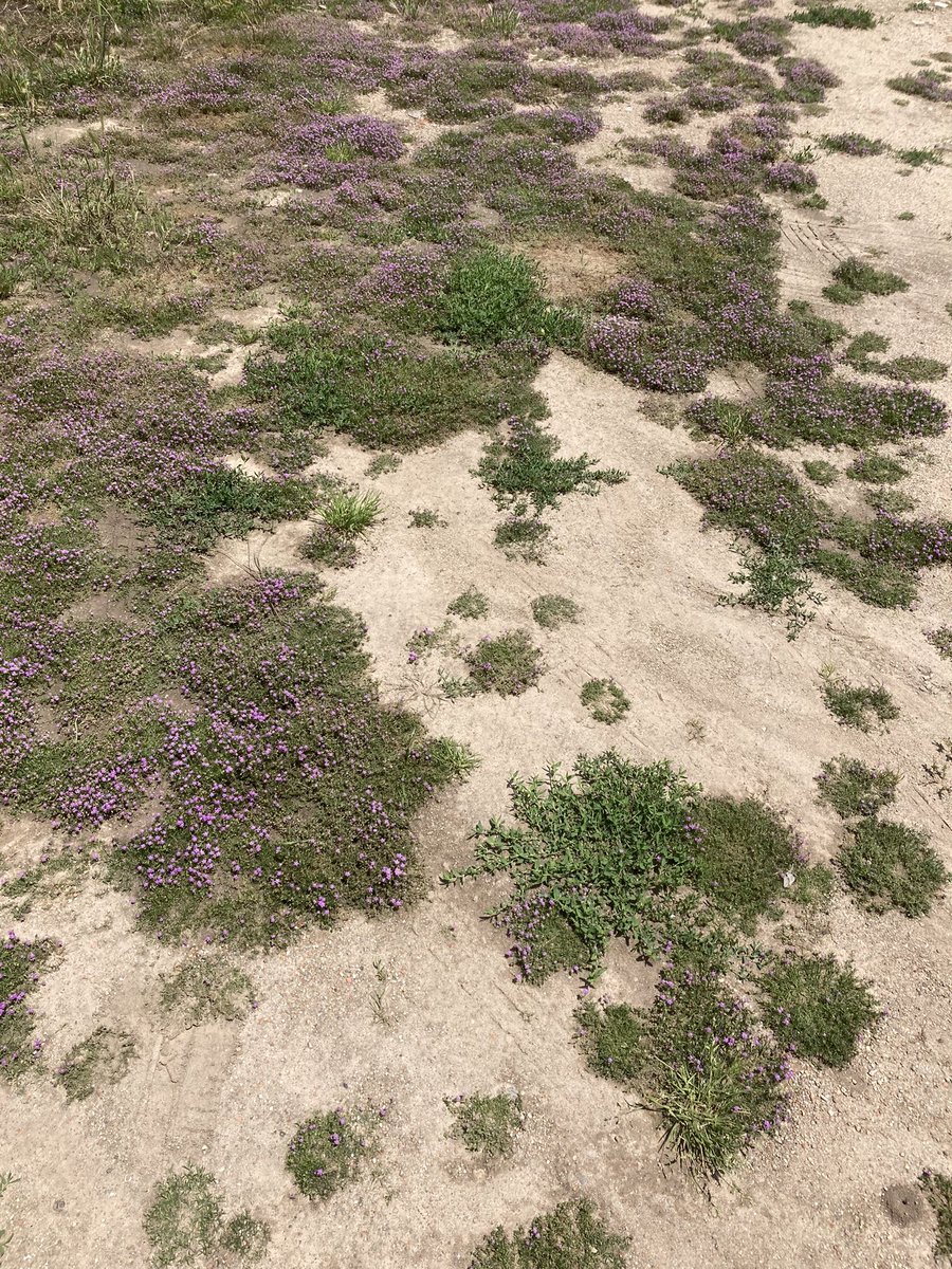 César Del Arco tweet media